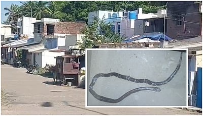 பூனையால் வந்த வேதனை: பாம்பு கடித்து பெண் பலி