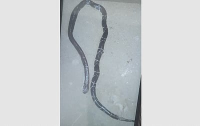 கோவை: வளர்ப்பு பூனையால் பாம்பு கடித்து இறந்த பெண்