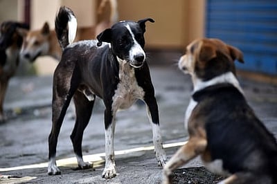 வந்தாரை வாழவைக்கும் சென்னை! நாய்களுக்கும்தான்!!