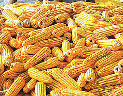 தமிழகத்தில் மரபணு மாற்று மக்காச்சோளம் சட்டவிரோதமாக விற்பனை! முதல்வருக்கு கடிதம்