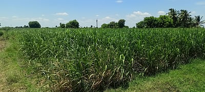 கரும்பு விவசாயிகளுக்கு பயிா்க் கடன் எப்போது வழங்கப்படும்?