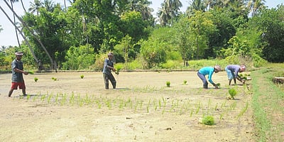 வேளாண் விதைகள் எளிதாகக் கிடைக்க மின்னணு சந்தை அறிமுகம்: 170 விதை ரகங்களுக்கு
மத்திய அரசு ஏற்பாடு