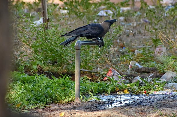 கா... கா... கா...!