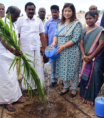 பெரம்பலூரில் 88 ஹெக்டேரில் எண்ணெய் பனை சாகுபடி