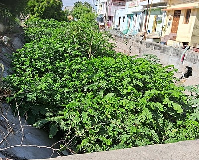 வாய்க்காலில் வீசப்படும் இறைச்சிக் கழிவு, குப்பைகளால் சுகாதாரக்கேடு அபாயம்: நடவடிக்கை எடுக்க பொதுமக்கள் கோரிக்கை