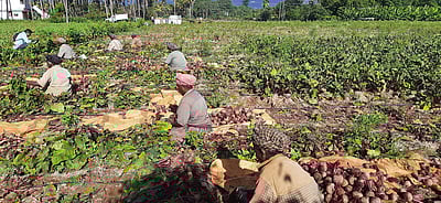 பீட்ரூட் விலை வீழ்ச்சி: விவசாயிகள் கவலை