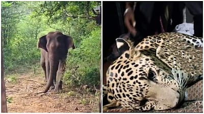 நீலகிரி: யானை தாக்கியதில் ஒருவர் பலி! சிறுத்தை தாக்கியதில் ஒருவர் காயம்!