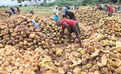 தேங்காய் விலை உயா்வு: விவசாயிகள் மகிழ்ச்சி