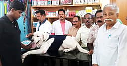 தூத்துக்குடியில் 96 நாய்களுக்கு வெறிநோய் தடுப்பூசி