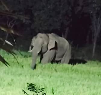 ஒகேனக்கல் சாலையில் யானை நடமாட்டம்: இரவில் வாகன இயக்கத்துக்கு கட்டுப்பாடு விதிக்க வலியுறுத்தல்