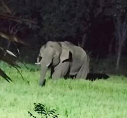 ஒகேனக்கல் சாலையில் யானை நடமாட்டம்: இரவில் வாகன இயக்கத்துக்கு கட்டுப்பாடு விதிக்க வலியுறுத்தல்