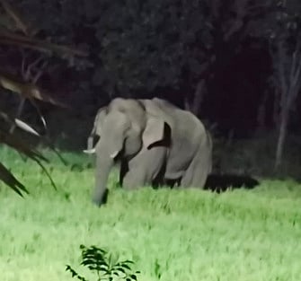 வன எல்லையில் சுற்றித் திரியும் ஒற்றை யானை