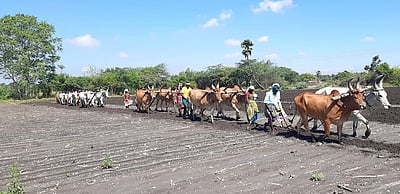 காளை பூட்டி பாரம்பரிய முறையில் விதைப்புப் பணி