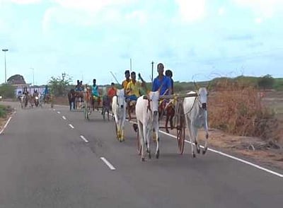 காணிக்கூரில் மாட்டுவண்டிப் பந்தயம்