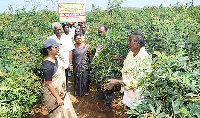 ஒசூா் ஒன்றியத்தில் வேளாண் திட்டப் பணிகளை ஆட்சியா் ஆய்வு