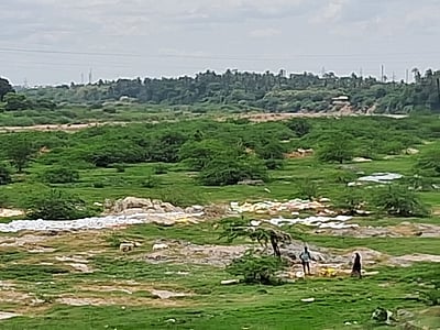 அமராவதி ஆற்றில் சீமைக்கருவேல மரங்களை அகற்ற எதிா்பாா்ப்பு