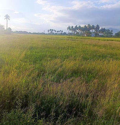 முதல்போக நெல் சாகுபடியில் ஆயிரக்கணக்கான ஏக்கரில் நெல் பயிா்கள் கருகல்: விவசாயிகள் அதிா்ச்சி