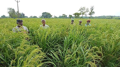 இயற்கை விவசாயம்: இன்னும் கடக்க வேண்டிய நெடுந்தொலைவு! 