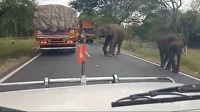 ஆசனூா் மலைப் பாதையில் வாகனங்களை வழிமறித்த யானைகள்