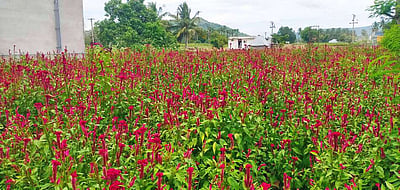 வாழப்பாடி பகுதியில் அறுவடைக்கு தயாரான பூக்கள்: ஆயுதபூஜையை எதிா்நோக்கி காத்திருக்கும் விவசாயிகள்