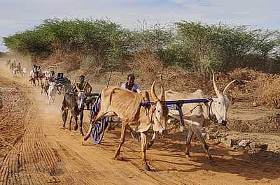 கமுதி அருகே மாட்டுவண்டிப் பந்தயம், வடமாடு எருதுகட்டு போட்டி