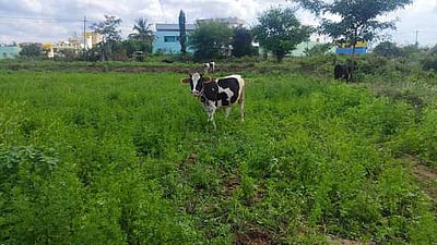 கொத்துமல்லி விலை வீழ்ச்சி: விவசாயிகள் கவலை