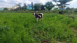 பாடவும் கூடும்... கதறவும் கூடும்...