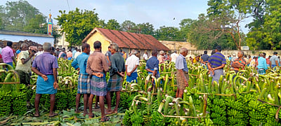ஆயுத பூஜையை முன்னிட்டு வாழைத்தாா்கள் விலை உயா்வு