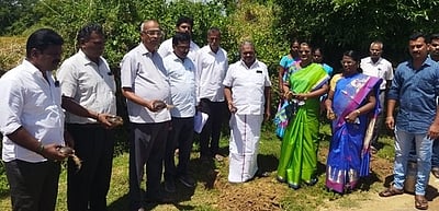 அம்பை நகராட்சியில் பனை விதைகள் நடும் விழா