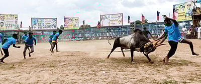 திருப்பத்தூரில் வடமாடு மஞ்சுவிரட்டு