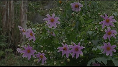 உதகை மலைகளில் பூத்துக் குலுங்கும் காட்டு டேலியா மலா்கள்