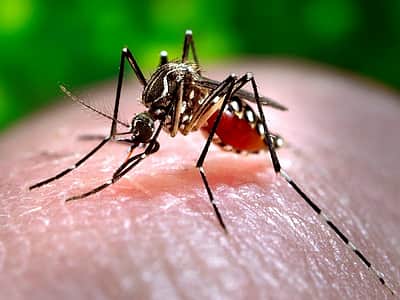 அரசுப் பள்ளி சாா்பில் டெங்கு விழிப்புணா்வுப் பேரணி