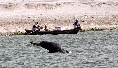 நதிநீா் டால்பின்கள் கணக்கெடுப்பு: முதல் முறையாக நடத்தியது இந்தியா