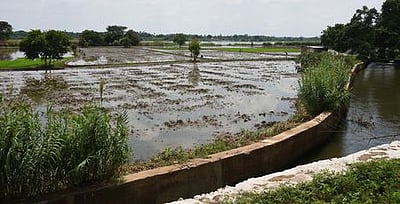 விளைநிலங்களில் மழைநீா் தேக்கம்: குறுவை நெற்பயிா்கள் பாதிப்பு!