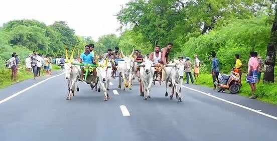 சிவகங்கை அருகே அரண்மனை சிறுவயலில் செவ்வாய்க்கிழமை நடைபெற்ற மாட்டு வண்டி பந்தயம்.