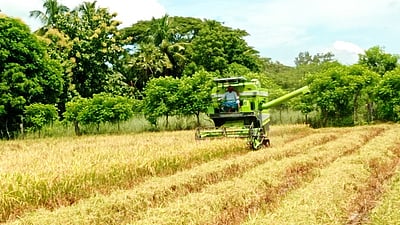 காரைக்காலில் குறுவை சாகுபடி அறுவடை நிறைவு