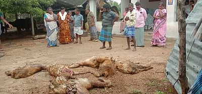 மா்ம விலங்கு கடித்து 10 ஆடுகள் பலி
