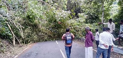 கொடைக்கானல் பூலத்தூா் சாலையில் மரம் விழுந்து போக்குவரத்து பாதிப்பு