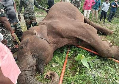 கோபி அருகே மின்சாரம் பாய்ந்து யானை உயிரிழப்பு