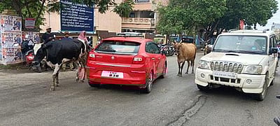 ஒசூரில் சாலையில் சுற்றித் திரியும்  மாடுகளால் வாகன ஓட்டிகள் அவதி