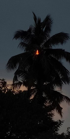 இடி தாக்கியதில் தீப்பிடித்த  தென்னை மரம்