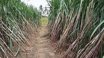 தனியாா் சா்க்கரை ஆலை நிலுவை செலுத்தாததால் விவசாயிகள் கவலை