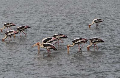 கோடியக்கரை சரணாலயத்துக்கு வெளிநாட்டு பறவைகள் வருகை