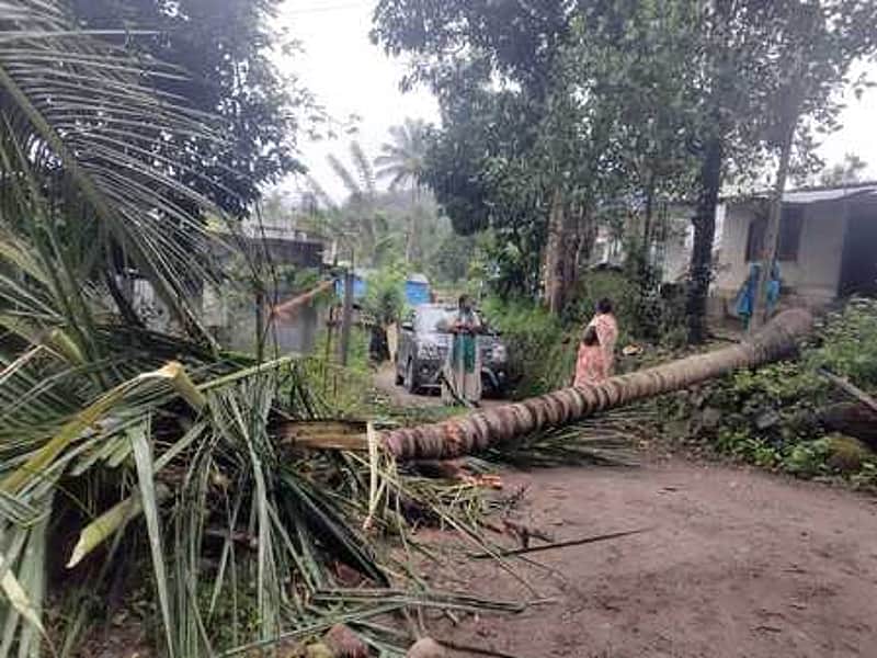 Uprooted coconut tree kills two women workers in Kerala