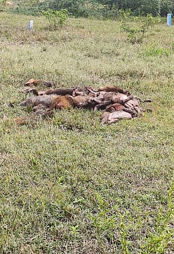 தெலங்கானாவில் 30 குரங்கு சடலங்கள் கண்டெடுப்பு
