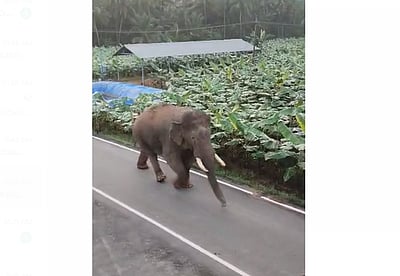 ஒய்யாரமாக நடந்து செல்லும் சிறுவாணி காட்டு ராஜா யானை!