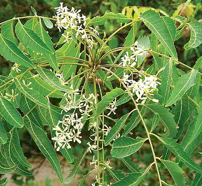 பாட்டி வைத்தியம்...