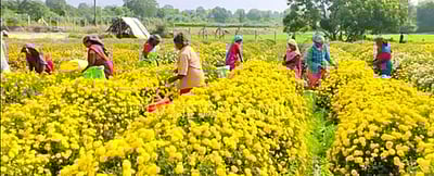 சாமந்திப்பூ விலை அதிகரிப்பு