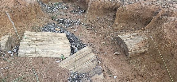 பல ஆயிரம் ஆண்டுகளுக்கு முந்தைய கல்மரம்.