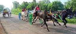 காரையூரில் மாட்டுவண்டிப் பந்தயம்